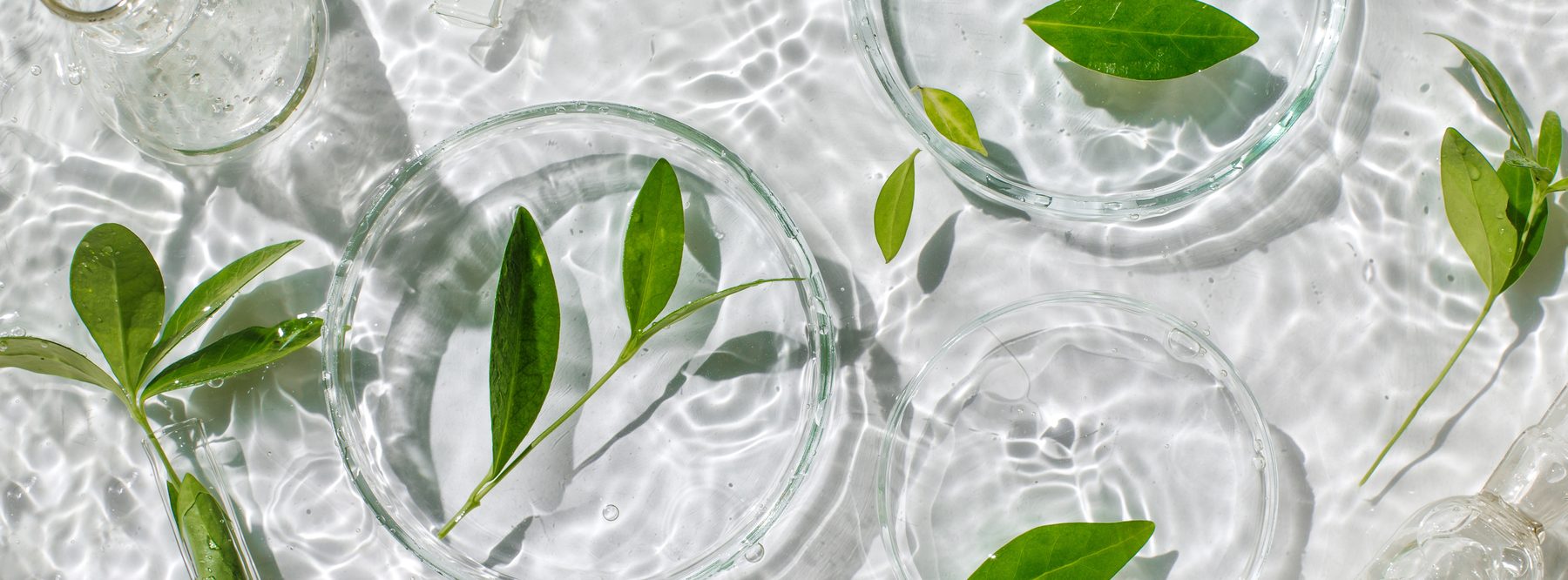 水に浮かぶ植物の葉